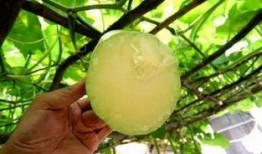 吃瓜伤口流水,揭秘吃瓜伤口流水的惊人真相