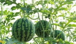 小军吃瓜坏肚子了