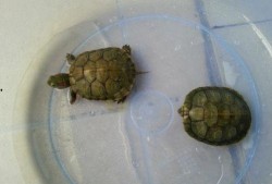 会吃瓜的小乌龟,揭秘萌宠的独特饮食习惯