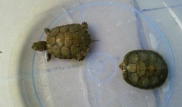 会吃瓜的小乌龟,揭秘萌宠的独特饮食习惯