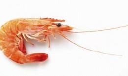 虾能和佛手瓜吃不,营养互补的完美搭配