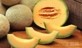 哈密瓜应该怎么吃