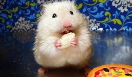 仓鼠可以吃红瓜吗,仓鼠的美食新选择？