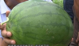 西瓜农吃瓜,西瓜农的甜蜜收获与美味分享