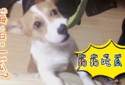 呱呱每天吃瓜,甜蜜生活新篇章