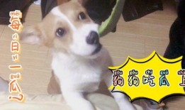 呱呱每天吃瓜,甜蜜生活新篇章