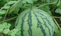 庄先生解说吃瓜,庄先生带你领略吃瓜文化的魅力