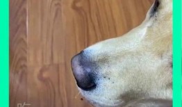 狗吃瓜会吐,揭秘消化小常识