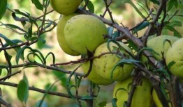 木瓜怎样吃佛手瓜怎样吃,木瓜与佛手瓜的多样食法探索