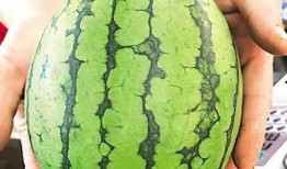 吨瓜怎么吃,创意无限的美味探索