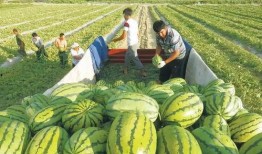 门口大娘吃瓜图片,一幕市井生活的温馨剪影