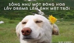 吃瓜表情包 狗,萌宠界的“瓜王”