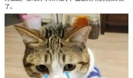 吃瓜群聊,网络社交的趣味与争议