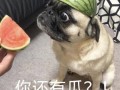吃瓜表情包 狗,萌宠界的“瓜王”