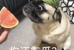 吃瓜表情包 狗,萌宠界的“瓜王”