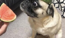 吃瓜表情包 狗,萌宠界的“瓜王”