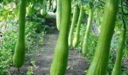 吃瓜伤口流水,揭秘吃瓜伤口流水的惊人真相