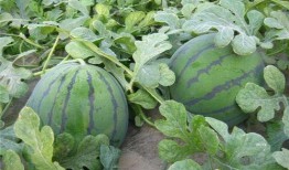 吃瓜吃个大瓜,吃瓜群众吃出的大瓜事件全解析