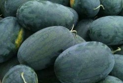 青海看瓜怎么吃,解锁夏日消暑新姿势