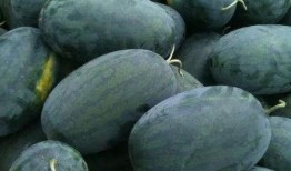 青海看瓜怎么吃,解锁夏日消暑新姿势