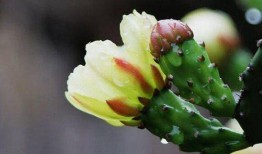 吃瓜仙人掌,揭秘神秘植物背后的神奇功效