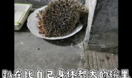 刺猬猫吃瓜,揭秘娱乐圈背后的秘密与真相