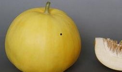 吃哈密瓜测怀孕