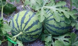 西瓜农吃瓜,西瓜农的甜蜜收获与美味分享