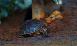 cp龟吃瓜视频,揭秘娱乐圈背后的甜蜜与酸楚