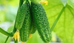 吃生小瓜,解锁夏日清新口感新选择