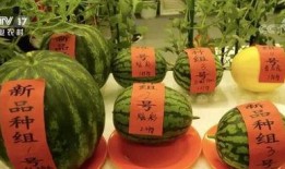 云厅吃瓜,揭秘娱乐圈幕后故事